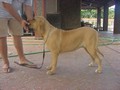 In Memorian - Fila Brasileiro Dourado - Canil Singular - Mont